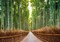 Bamboo Forest- Kyoto- Japan Poster Print by Pangea Images - Item # VARPDX3AP3678
